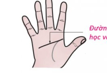 Tư Vấn Học Vấn